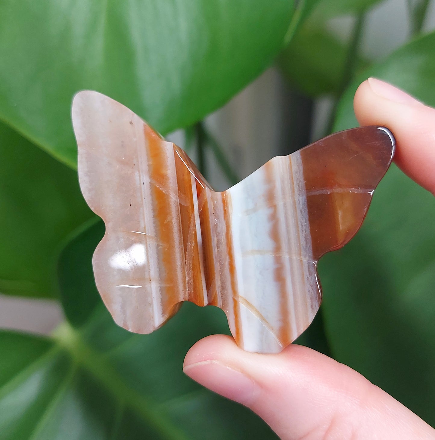 Carnelian Butterfly