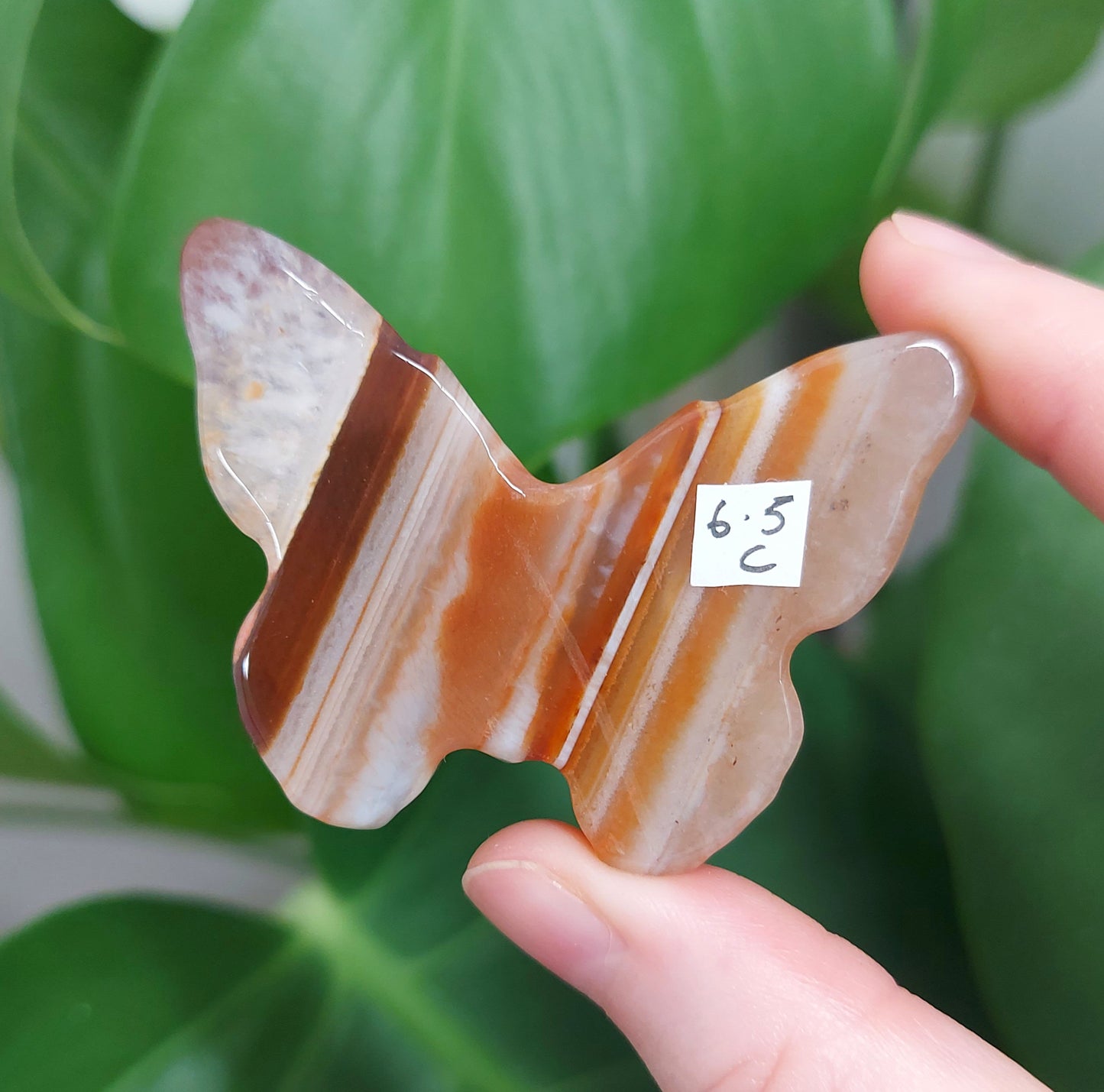 Carnelian Butterfly